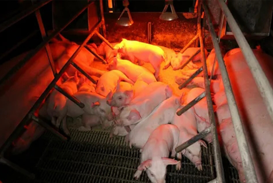 Infrared heat lamp